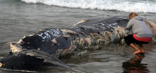 image montrant une baleine morte