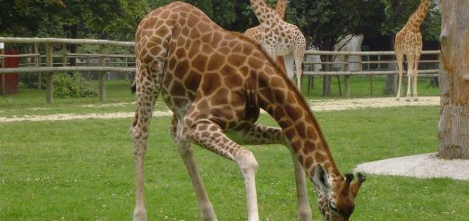 photo d'une Girafe